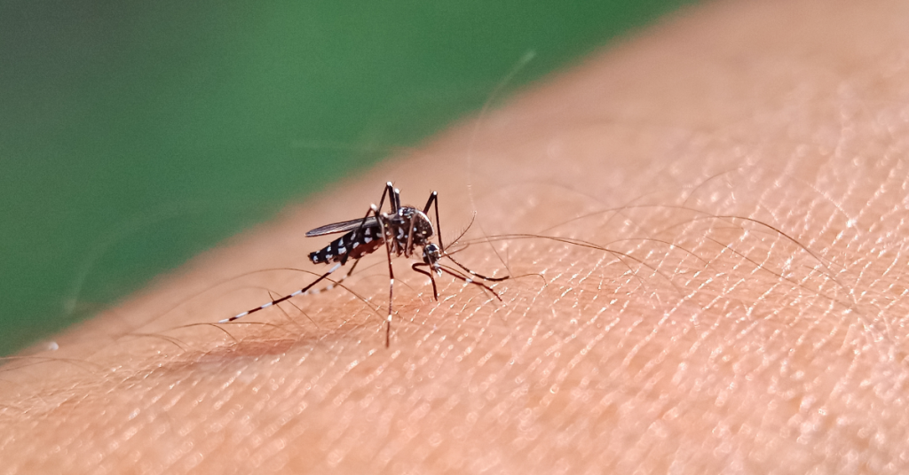 Virus tropicali in Italia: allarme dengue e chikungunya, scattano le disinfestazioni
