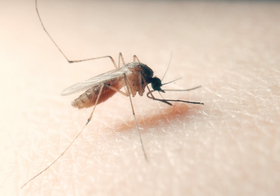 Aumento dei casi di virus West Nile nel Lazio