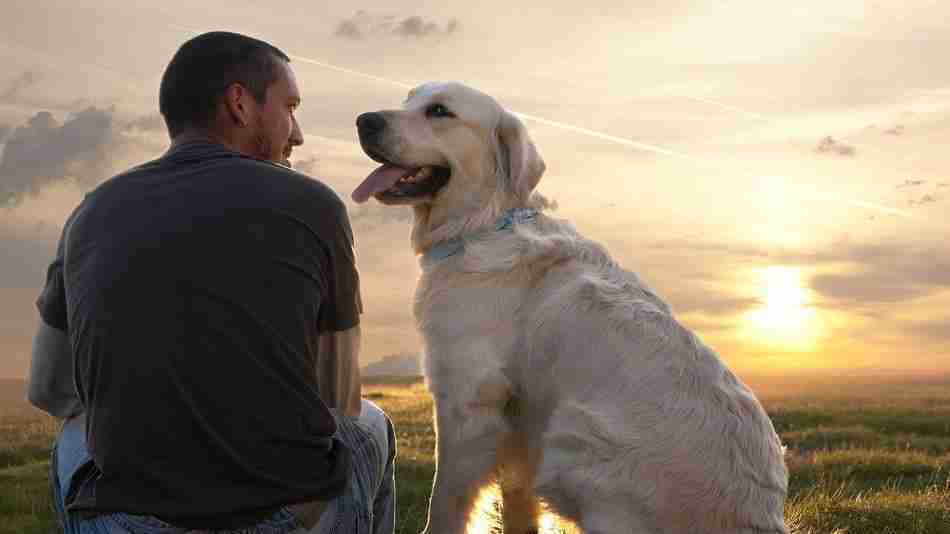 Botti, paura e animali: come aiutarli a vivere serenamente le feste