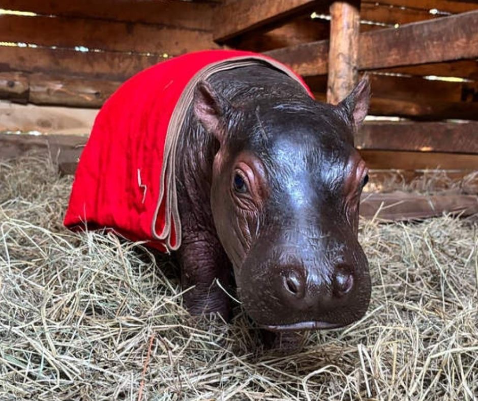 Kenya, salvato Bumpy: il cucciolo di ippopotamo rimasto accanto alla madre morta nel lago