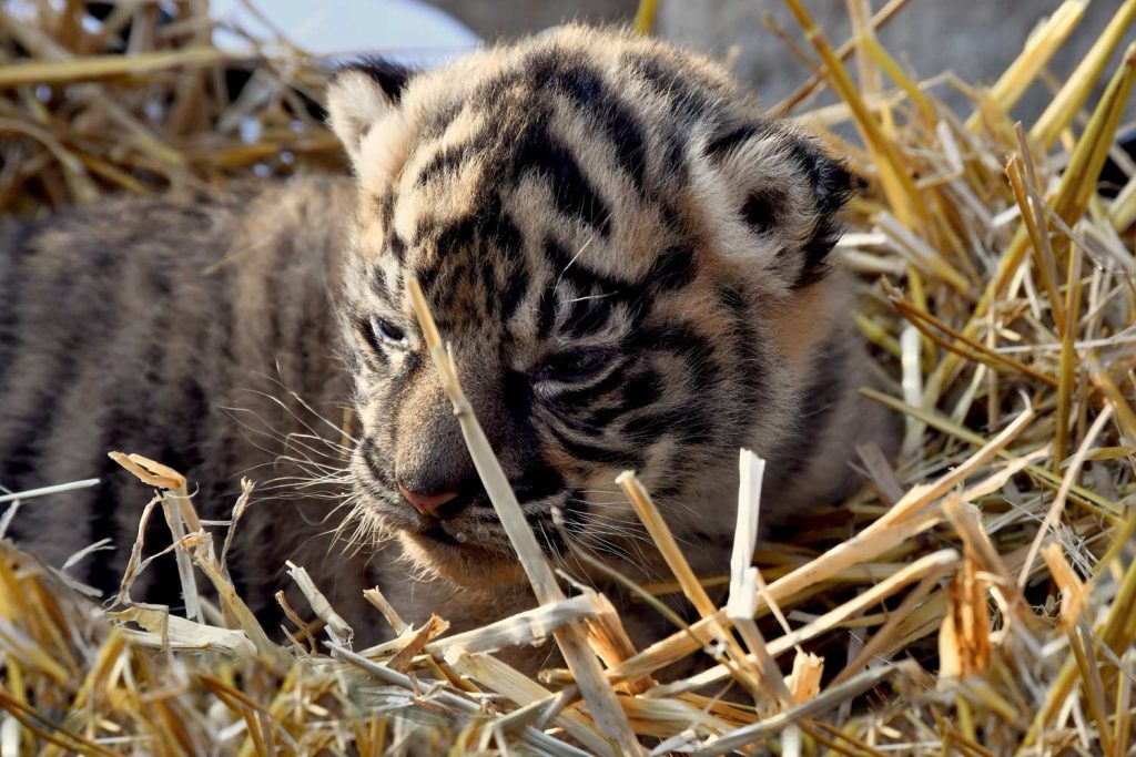 Addio a Tila, morta la tigre di Sumatra del Bioparco di Roma: aveva 15 anni