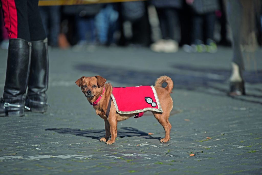 Briciola saluta la parata del 2 Giugno: la storica mascotte dei Carabinieri va in pensione