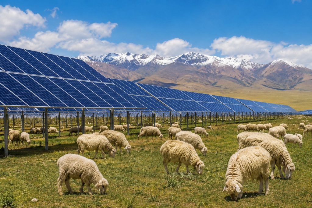 Il più grande impianto solare del mondo fa rinascere il deserto: in Tibet ora pascolano 20mila pecore